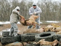 網(wǎng)傳“今珠多糖可防治非洲豬瘟”是真是假？