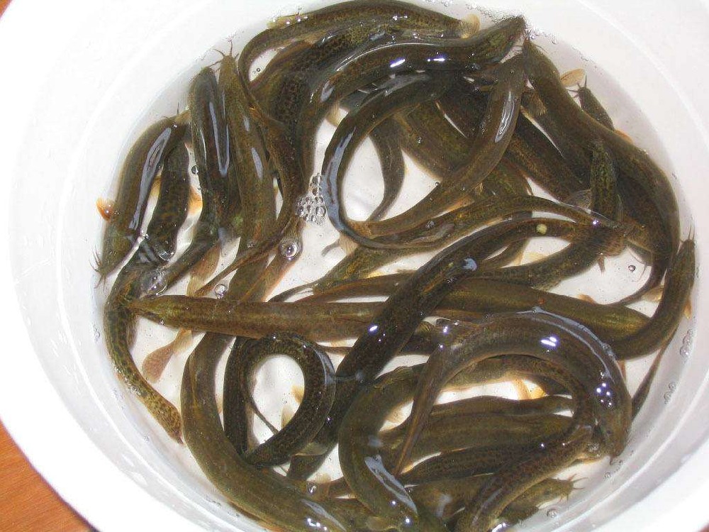 泥鰍中檢測出獸藥殘留，水產(chǎn)品購買時一定要警惕!