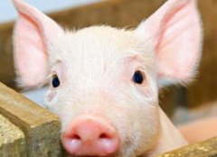 瘦肉精檢測(cè)儀如何杜絕豬肉“瘦肉精”問題？